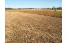 Property photo 52 - 110+/- Acres offered in 4 Tillable Tracts